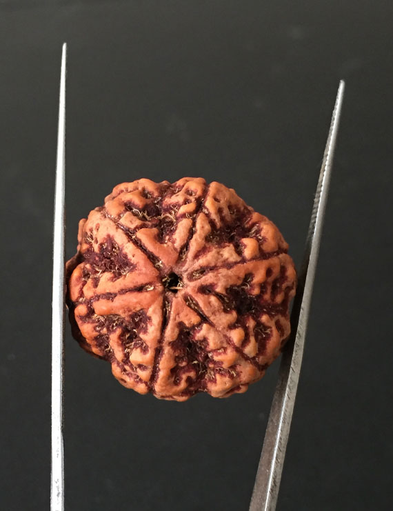 6 Mukhi Nepali Certified Rudraksha Size- 28.00mm